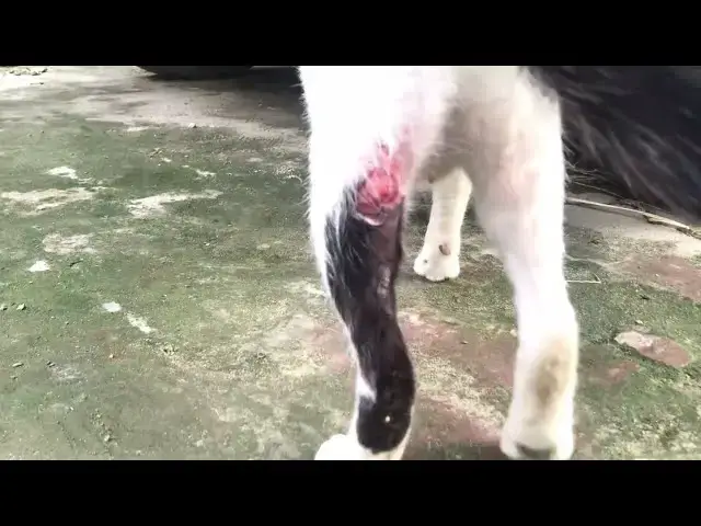 'Video thumbnail for Is it is her bone? Cat got bite from stray dog? Cat got bite from stray cat?'