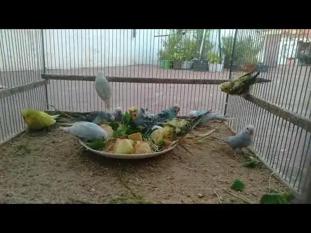 Video thumbnail for 🦜 Budgies or Art Watch These Birds Look Like Paintings! 🎭