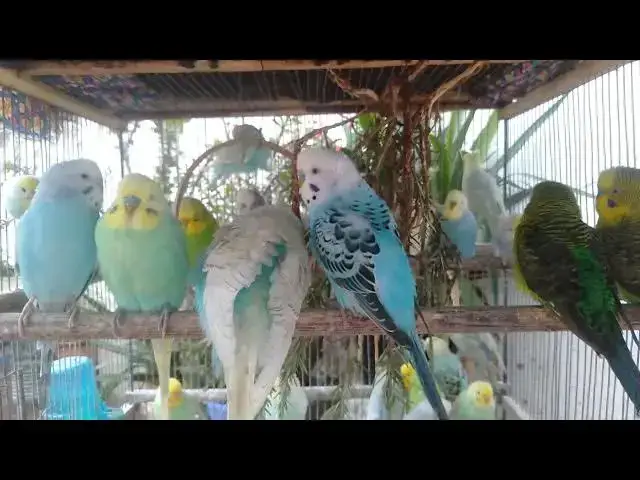 Video thumbnail for Funny Budgie Moments ππΆ Cute Bird Sounds Youβll Love
