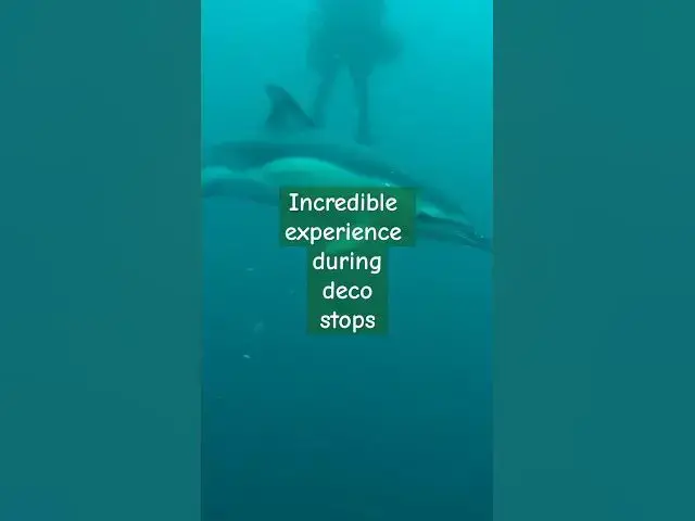 'Video thumbnail for One of the most incredible diving experiences I have had! #dolphin #dolphins #scubadiving'