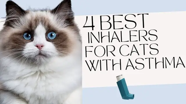 'Video thumbnail for 4 Best Inhalers For Cats With Asthma'