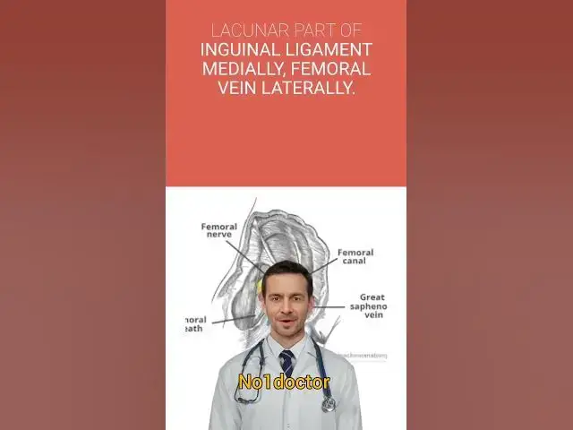 Video thumbnail for Anatomy of Femoral canal #shorts #anatomy #Femoral #Inguinal #mcqs #usmle #medical_exam #student