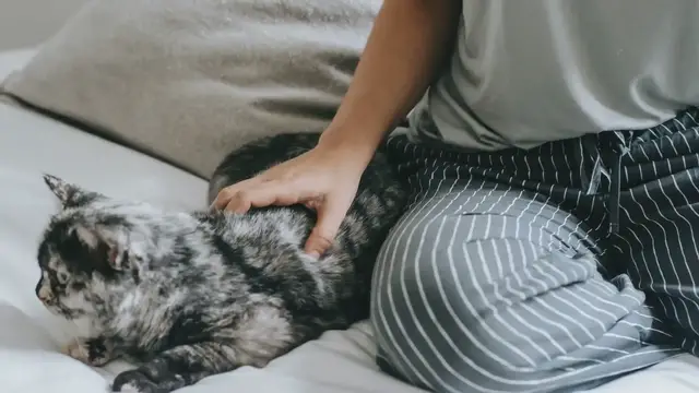 Video thumbnail for The Memory of Cats: How Long Can They Remember You?