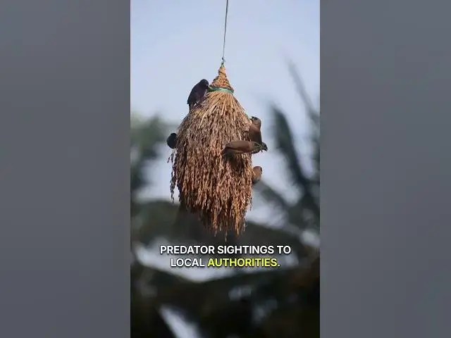 'Video thumbnail for How To Protect Bird Nests From Predators? – 6 Foolproof Ways'