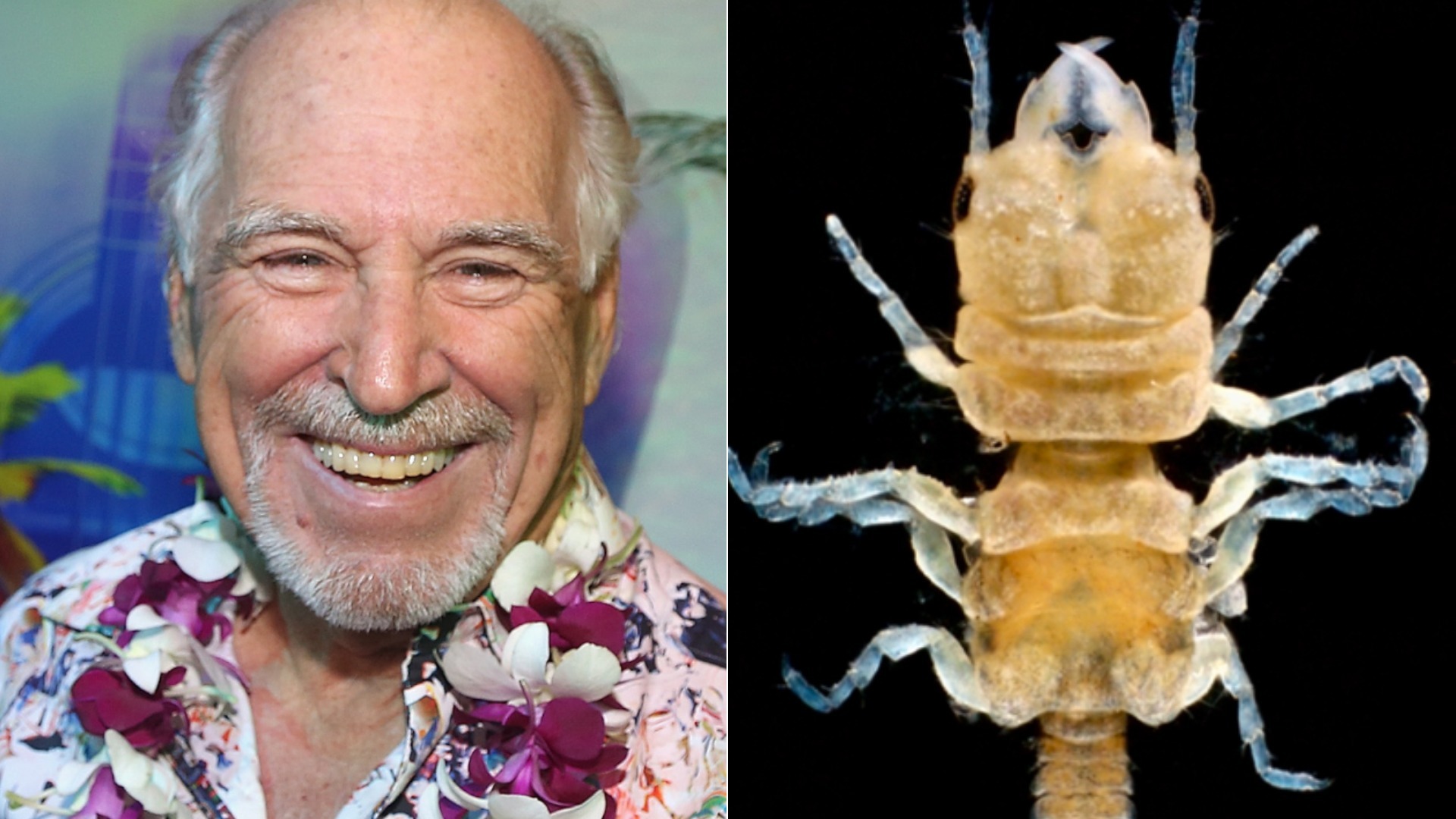 Video thumbnail for The Crustacean Species That's Named After Jimmy Buffett