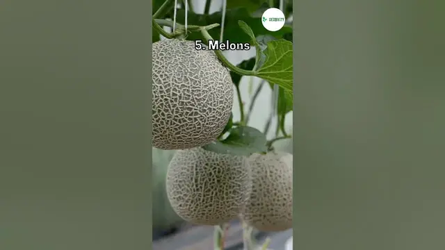 Video thumbnail for Worst Collard Companion Plants 💚 #farming #herbgarden #shorts