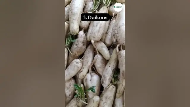 'Video thumbnail for 7 Types Of Radishes to Grow  #farming #herbgarden #shorts'