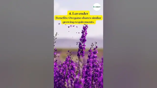 Video thumbnail for Companion Planting With Oregano 💚 #herbgarden #shorts #viral