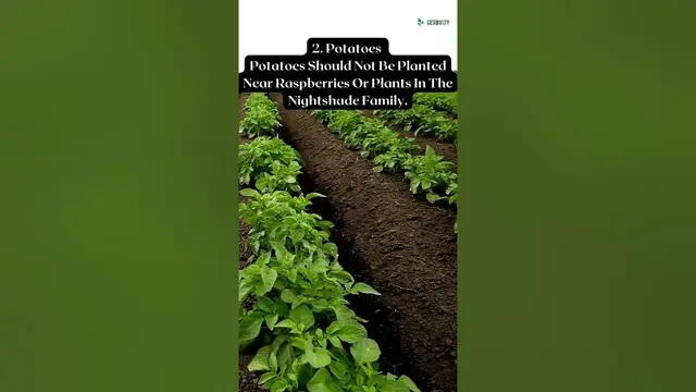 'Video thumbnail for Bad Companion Plants For Raspberries 💝💖 #farming #herbgarden #shorts'