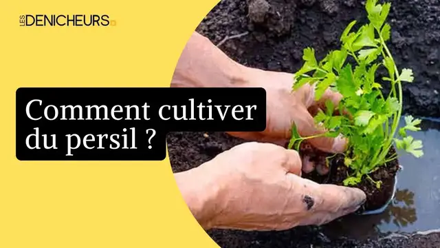 'Video thumbnail for 🌿 Tout ce qu’il faut savoir sur la culture du persil 📖'