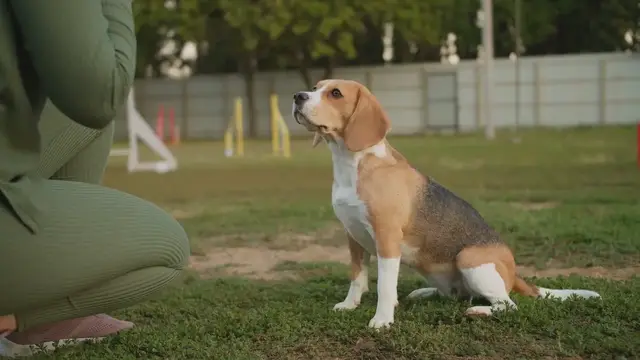 Video thumbnail for How to Train Your Pet: Fun Tricks for a Stronger Bond