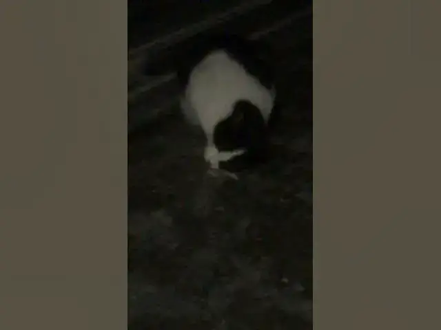 'Video thumbnail for Cat eating mouse 🐁 alive'
