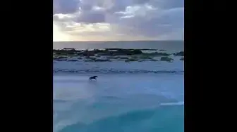 Video thumbnail for شاهد سرعة الخيل رغم مقاومة الماء والرمال لن تصدق عيناك