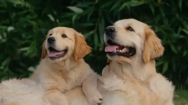 Video thumbnail for Why Golden Retrievers Make Great Family Dogs