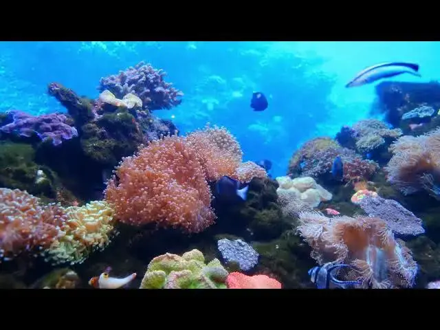 'Video thumbnail for UNDER WATTER LIFE'