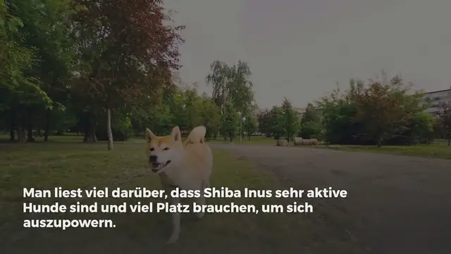Video thumbnail for Ist ein Shiba Inu für eine Wohnung geeignet?