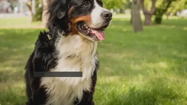 Video thumbnail for Berner Sennenhund im Rassenportrait