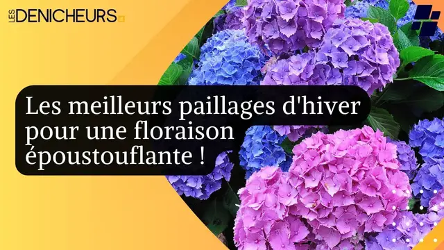 Video thumbnail for 🌺 Hortensias : les meilleurs paillages d'hiver pour une floraison époustouflante !