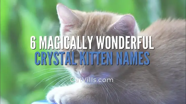 Video thumbnail for 6 MAGICALLY WONDERFUL CRYSTAL KITTEN NAMES