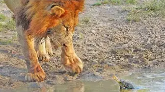 Video thumbnail for Turtle Chases Lions From His Waterhole