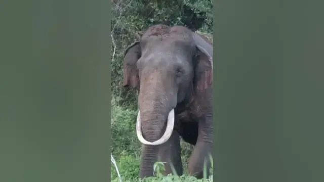 Video thumbnail for Human Elephant Conflict #shorts