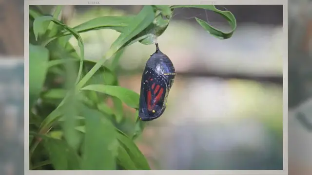 Video thumbnail for How Do Butterflies Grow?