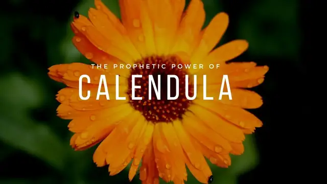 Video thumbnail for The Prophetic Power of Calendula • Calendula Flower Spiritual Meaning | Elune Blue
