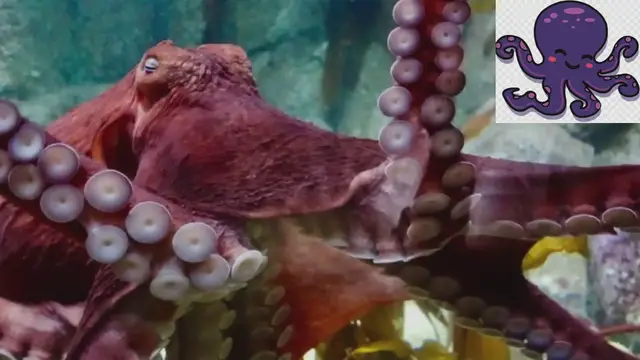 Video thumbnail for How many hearts does an octopus have?