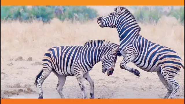 Video thumbnail for Zebras Fighting