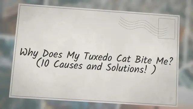 Video thumbnail for Why Does My Tuxedo Cat Bite Me? (10 Causes and Solutions!)