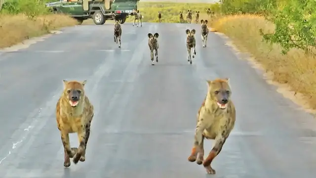 Video thumbnail for Hyenas Say "We outta here" When 20 Wild Dogs Charge In
