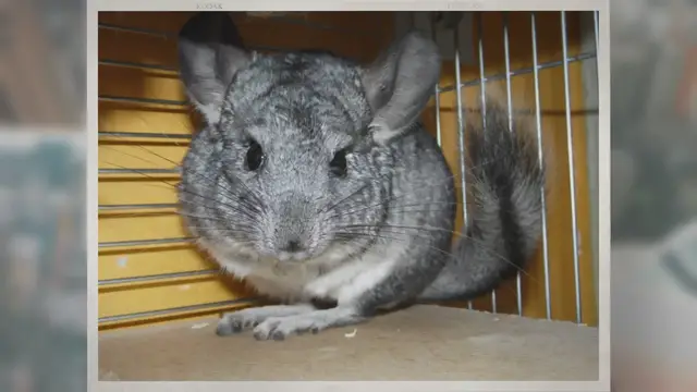'Video thumbnail for What Noises Do Chinchillas Make?'