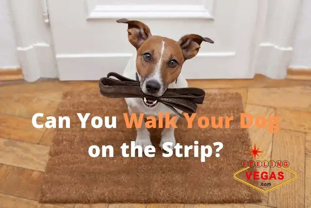 Video thumbnail for Walking Dogs on the Las Vegas Strip