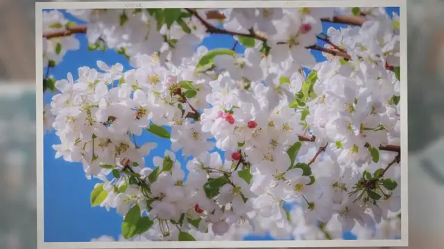 Video thumbnail for When Do Apple Trees Bloom?