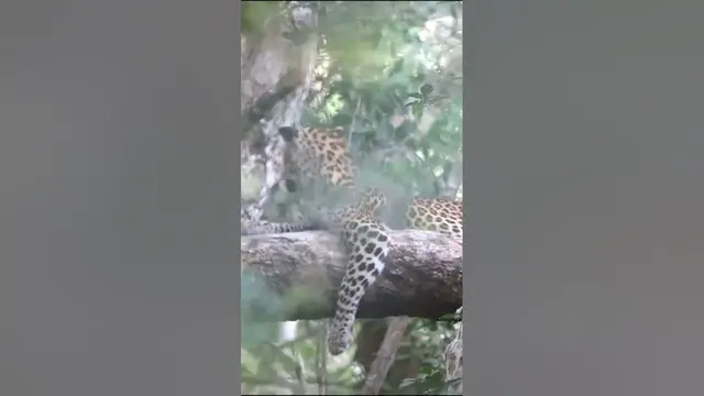 Video thumbnail for Young Leopard #shorts