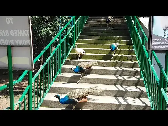 Video thumbnail for Birds Park at Lakeview Park in Islamabad, Pakistan