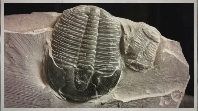 Video thumbnail for How Old Is a Trilobite Fossil?