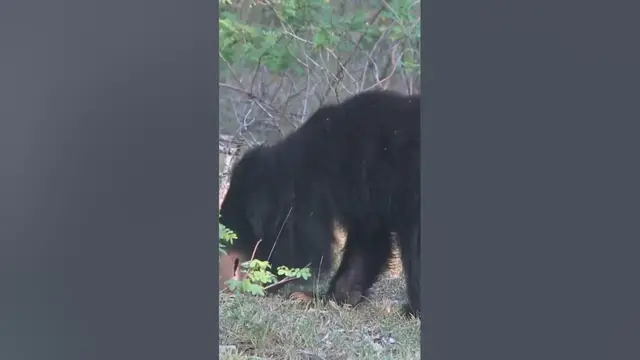 Video thumbnail for Sloth Bear Eating Termites #shorts
