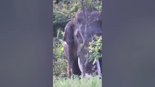 Video thumbnail for Blind tusker elephant eating crops from a chena cultivation #shorts