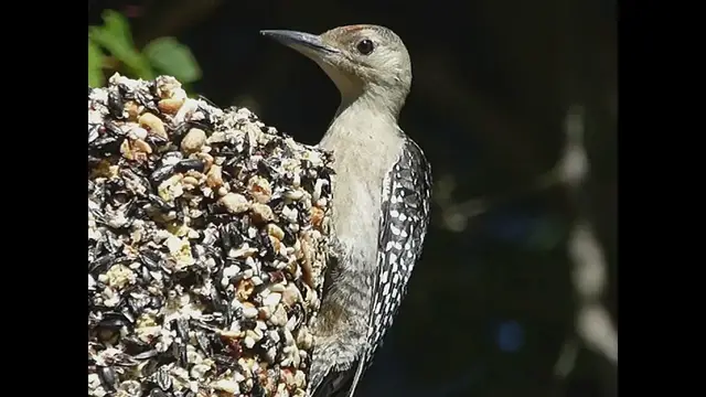 Video thumbnail for Woodpecker at seed cylinder
