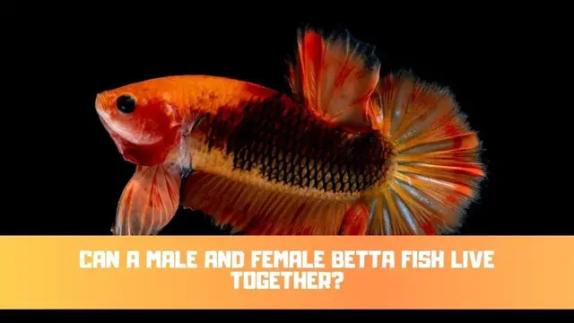 Video thumbnail for Can A Male And Female Betta Fish Live Together?