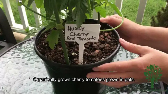 Video thumbnail for How to Harvest Cherry Tomatoes in Pots - 🍅
