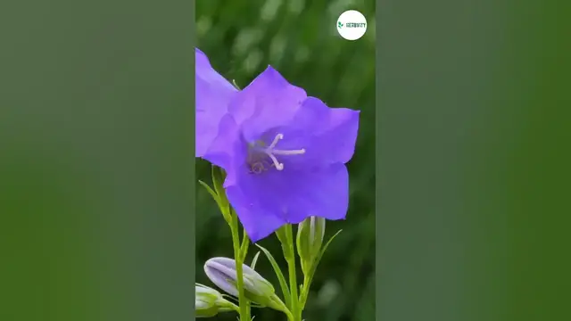 Video thumbnail for BEST Companion Plants For Daylilies ✨ #farming #herbgarden #shorts