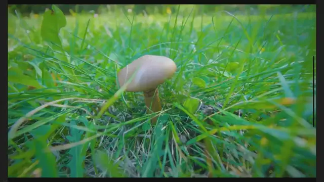 'Video thumbnail for Is Bleeding Tooth Fungus Edible?'