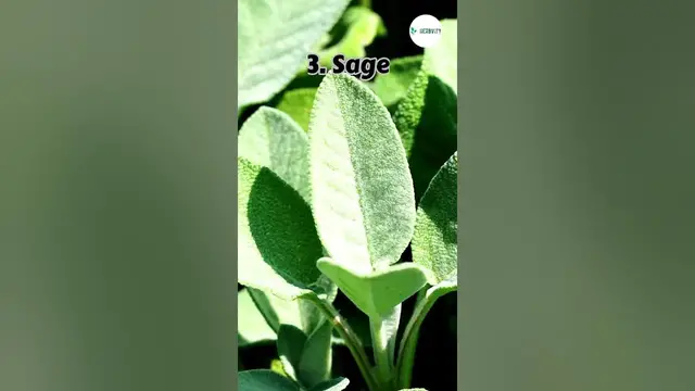 Video thumbnail for What Not To Plant With Chives 💥 #farming #herbgarden #shorts