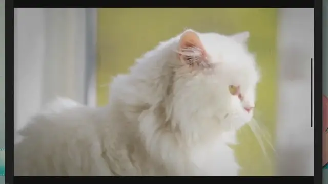 Video thumbnail for 100 Orange and White Cat Names for Your Sweet New Tabby