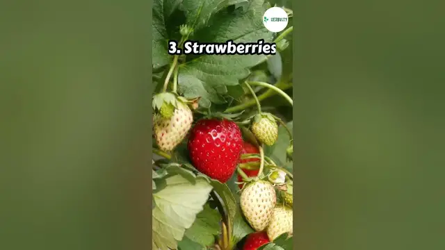 Video thumbnail for Best Companion Plants For Blackberries #farming #herbgarden #shorts