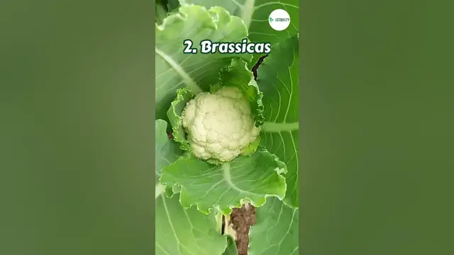 Video thumbnail for Best Companion Plants For Spinach #farming #herbgarden #shorts