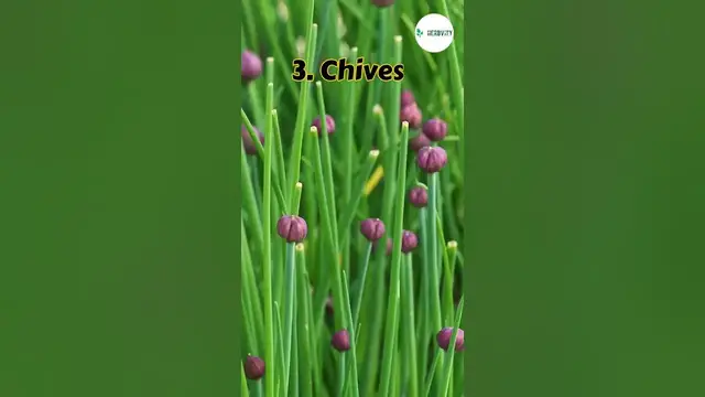 Video thumbnail for Good Companion Plants for Beets 💥 #farming #herbgarden #shorts