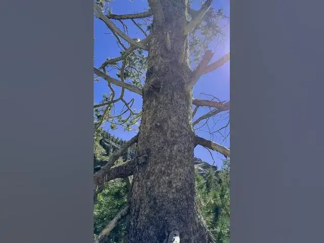 'Video thumbnail for Cool tree ornament that someone placed #filtergrade #tree #rock #nature #geology #geologist #nature'